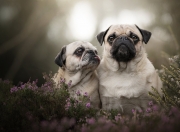 雷火电竞官网-魔咒战术冻结掘金攻势，范弗利特末节独揽狂澜奏凯歌