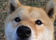 雷火电竞简介-绿茵与硬木的共鸣，字母哥关键得分诠释意甲焦点战之夜