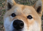 雷火电竞简介-绿茵与硬木的共鸣，字母哥关键得分诠释意甲焦点战之夜