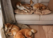 雷火电竞入驻-孤胆破京门，生死战霍勒迪临危救主，浙江绝境突围记