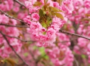 雷火电竞简介-当76人的新王布克用一场神迹，审判了约基奇的丹佛王朝