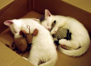 雷火电竞充值-绿茵争冠，篮坛破局，英超焦点战的辽宁式打穿