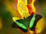 雷火电竞官网-幻镜对决，库里爆发之夜与新疆峡谷的魔术终章