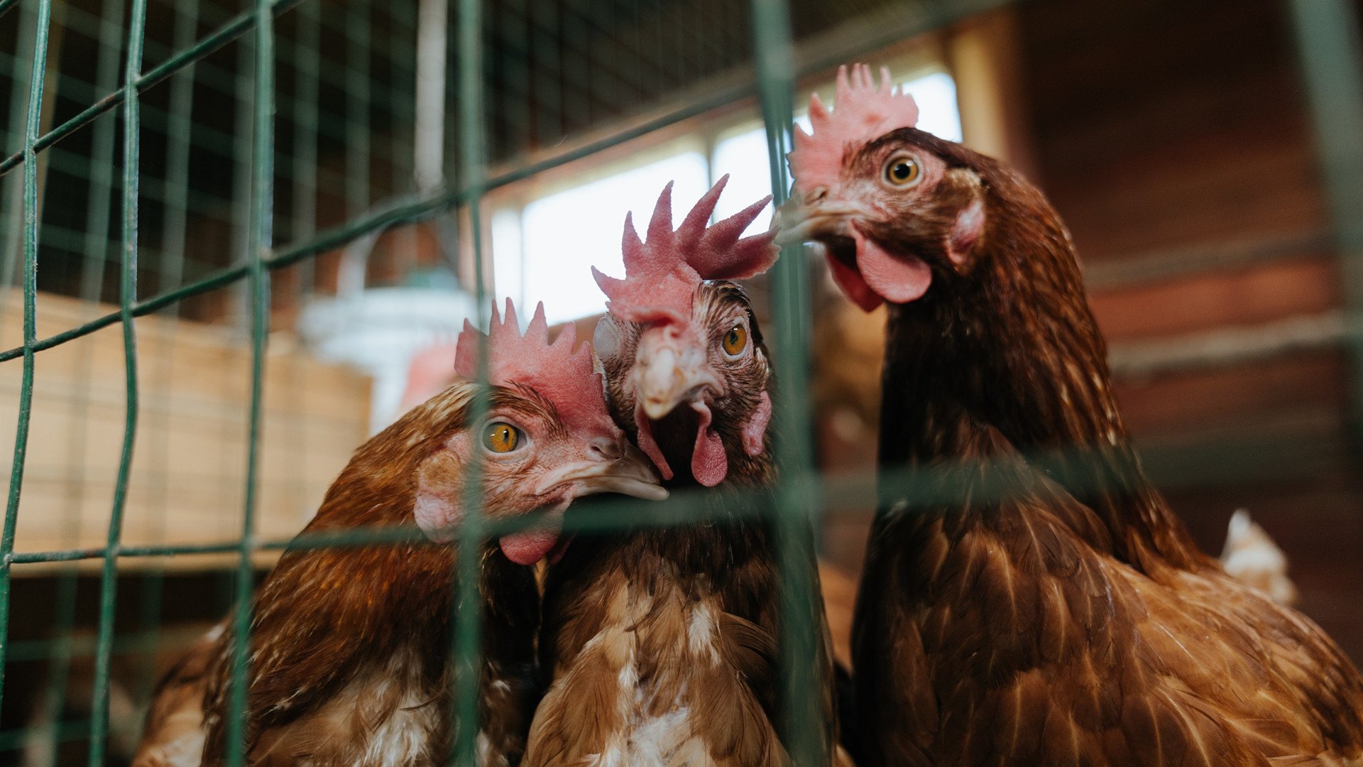 锡安天神下凡，灰熊三叉戟击穿浙江铜墙铁壁