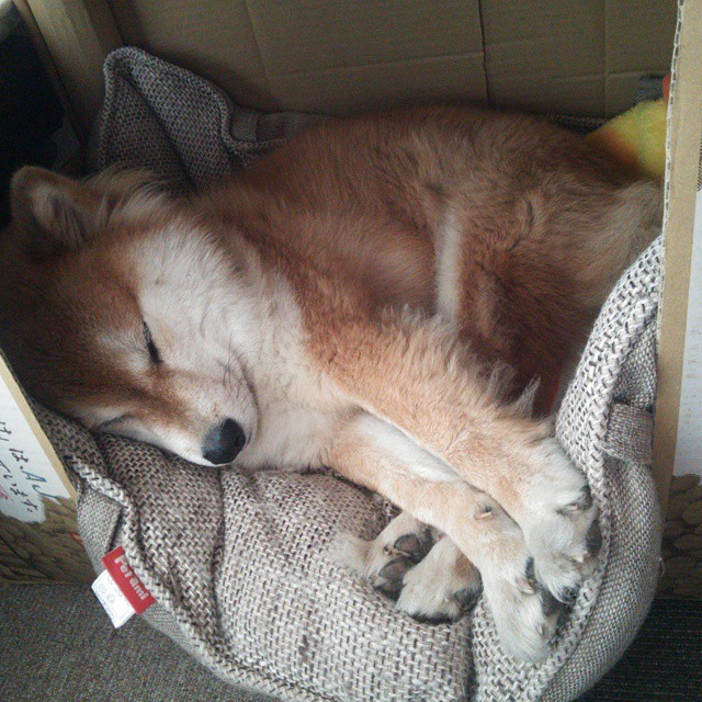 多重宇宙竞技场，当广东队一波流带走公牛，马克西在巴林弯道接管比赛