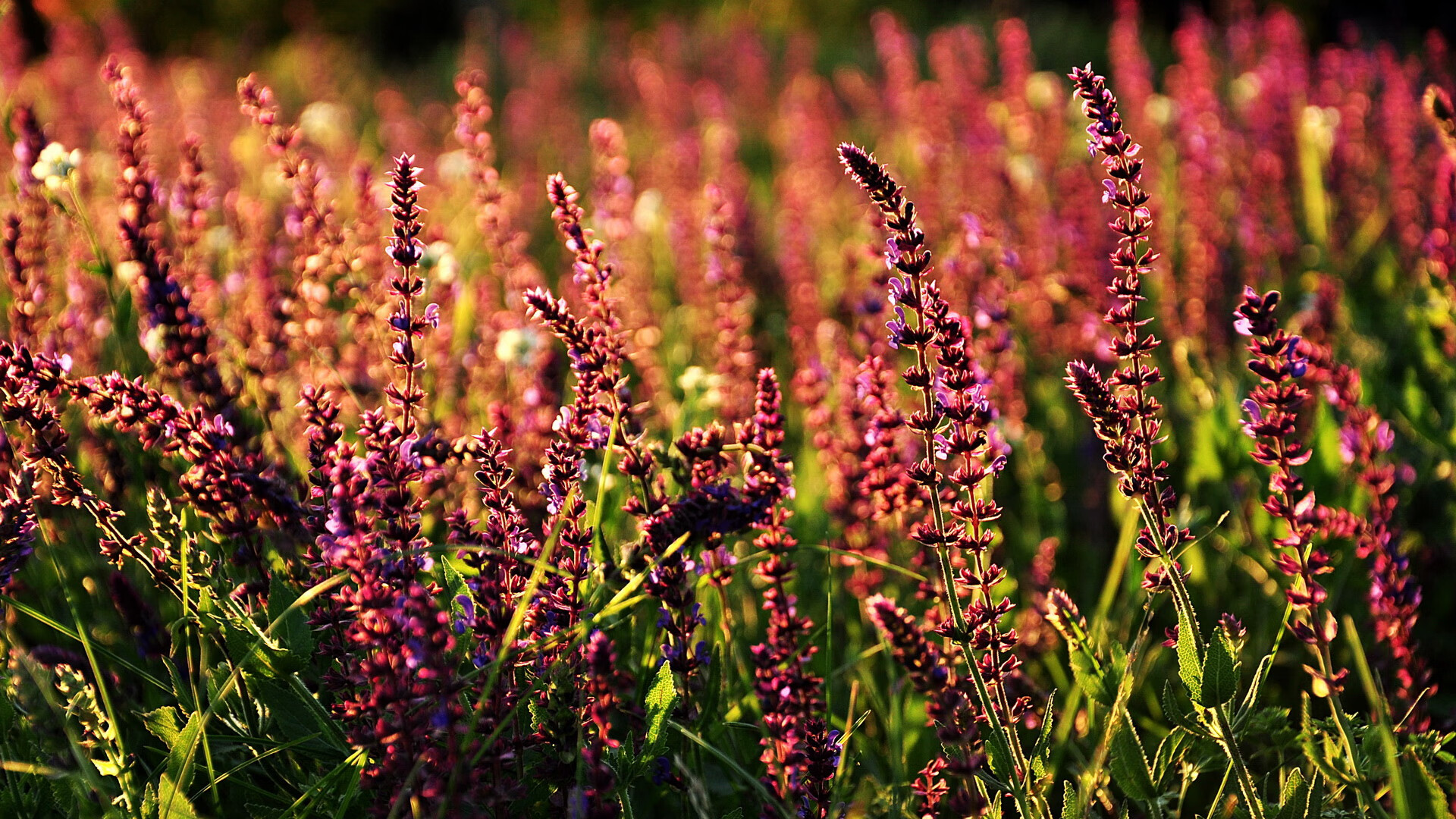 跨界硬仗，当浙江队的铁血遇上利拉德时刻